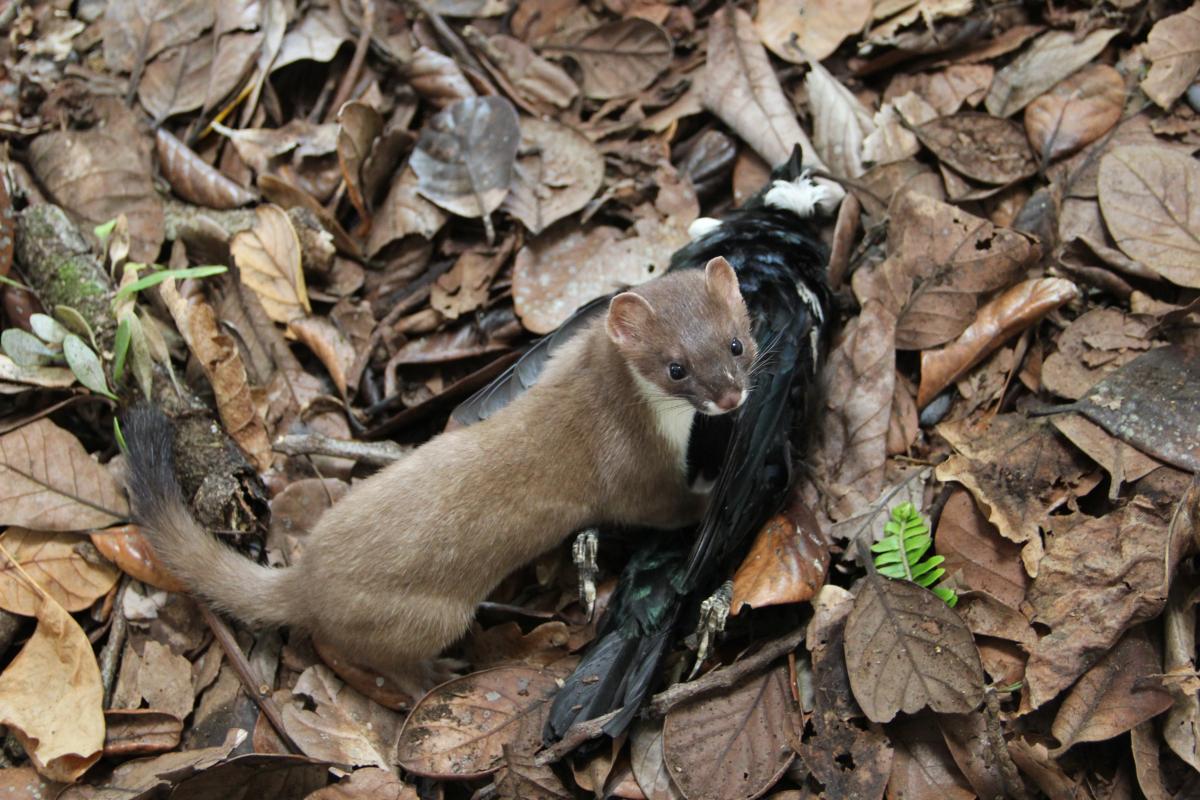 Stoat with tui