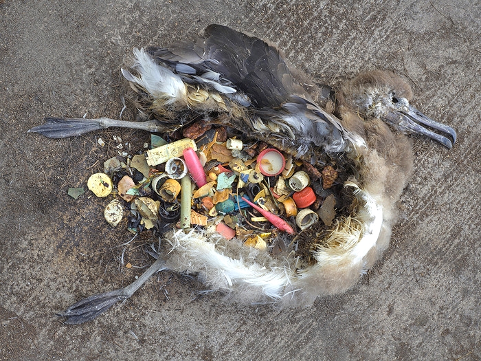 Dead albatross chick with stomach full of plastic