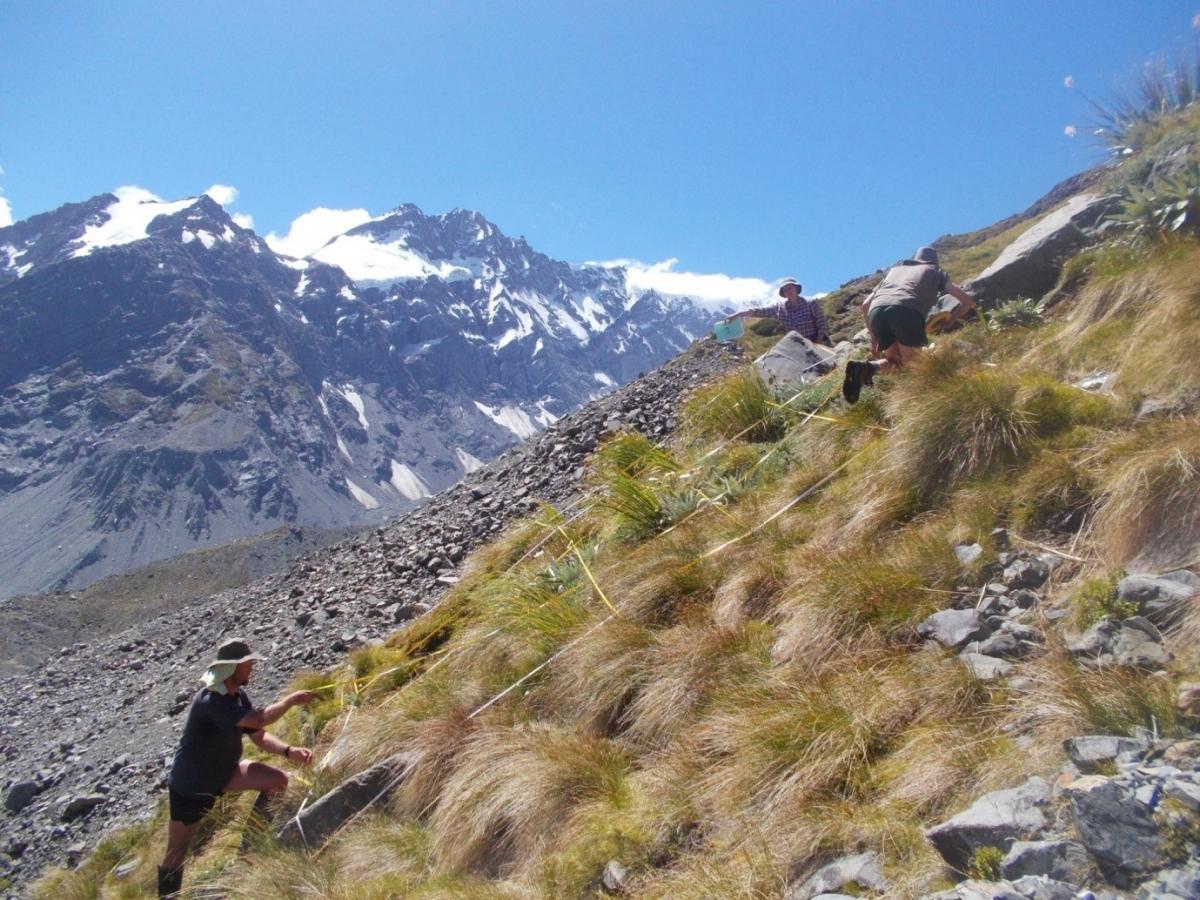 Snowtussock monitoring plot